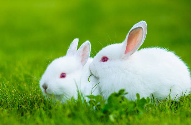 istock Funny baby white rabbit eating clover in grass 522016993