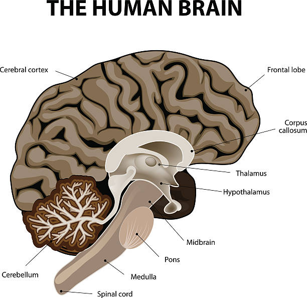 Vertical section of a human brain Vertical section of a human brain. showing the medulla, pons, cerebellum, hypothalamus, thalamus, midbrain. thalamus illustrations stock illustrations