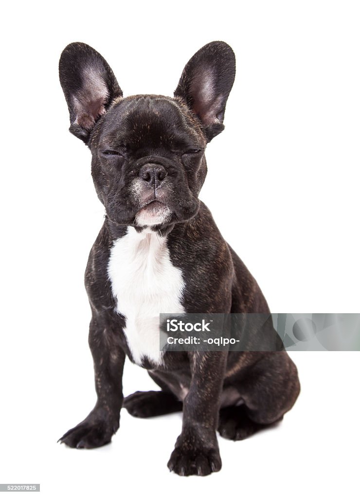 french bulldog puppy french bulldog puppy isolated on a white background Animal Stock Photo