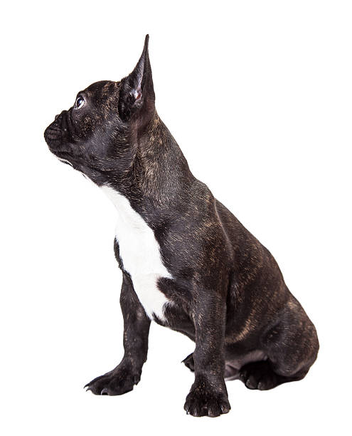 istock little french bulldog 522017859