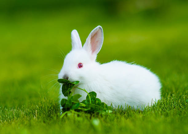 Funny baby white rabbit eating clover in grass