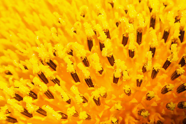 istock Closeup picture of a flower. 522018307