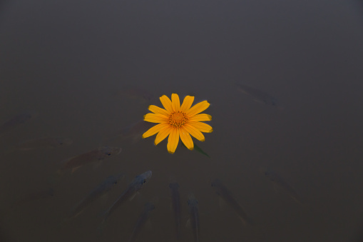 Small tilapia fish crowd around a Mexican sunflower floating on the surface of a dam.