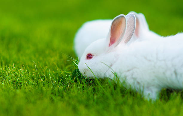 istock Funny baby white rabbit in grass 522018731