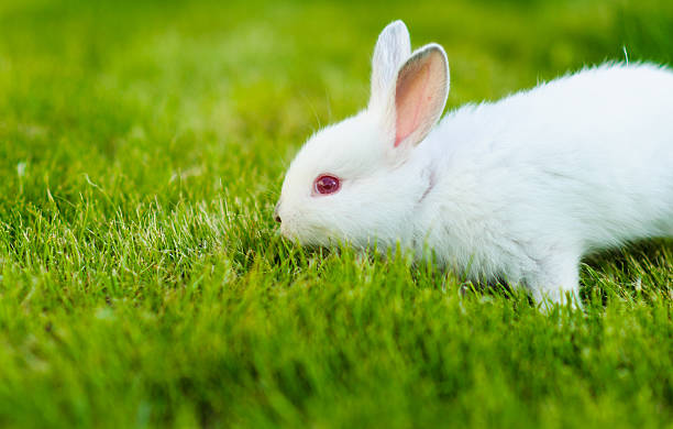 istock Funny baby white rabbit in grass 522018739