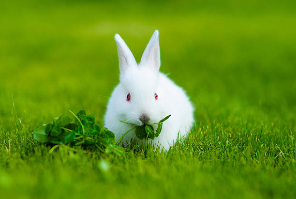 Funny baby white rabbit eating clover in grass