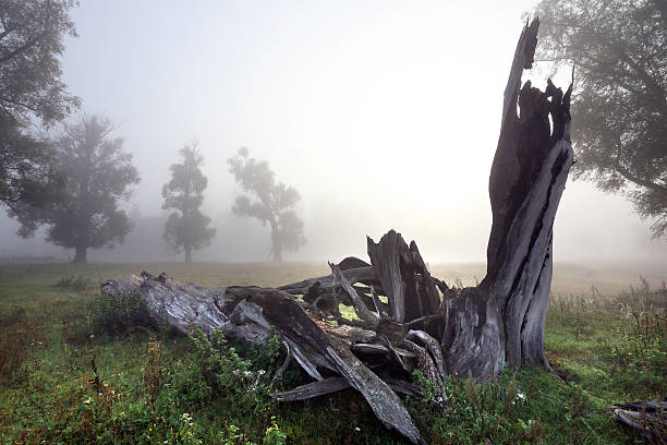 istock deadwood in the oak grove 522018795
