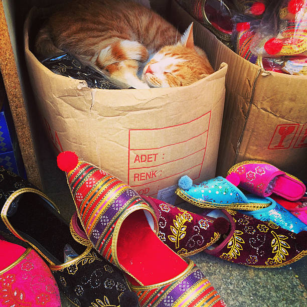 Cat sleeping in a box of traditional Turkish slippers