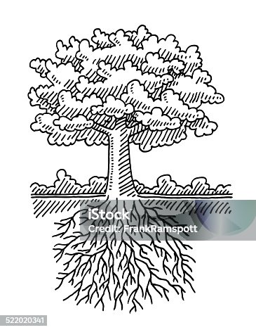 istock Deciduous Tree Root Nature Drawing 522020341