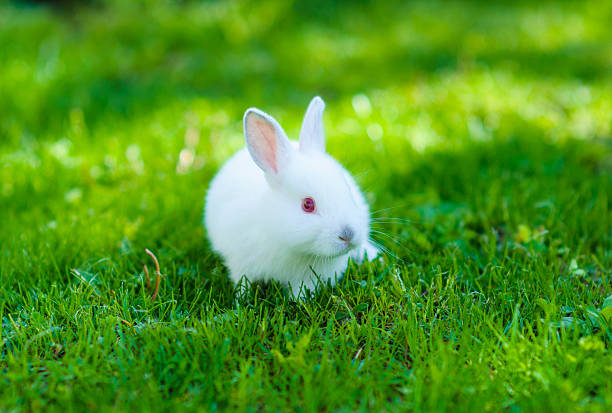 istock Funny baby white rabbit in grass 522020577