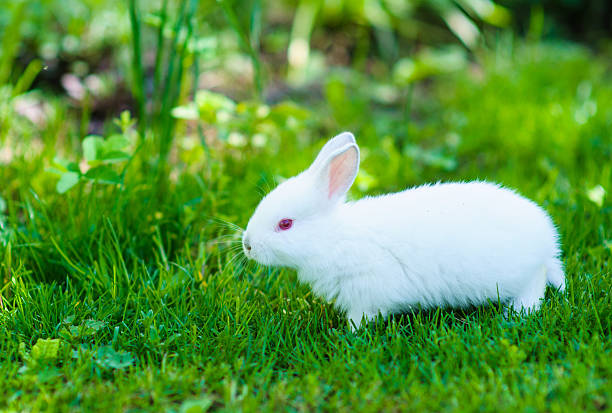 istock Funny baby white rabbit in grass 522020579