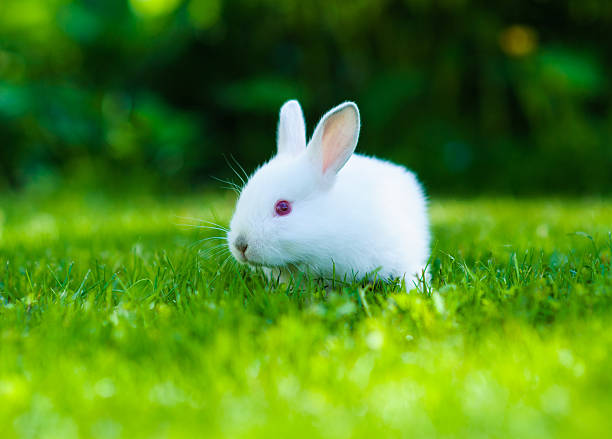 istock Funny baby white rabbit in grass 522020629