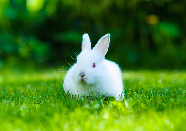 istock Funny baby white rabbit in grass 522020635