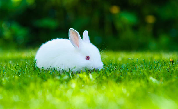istock Funny baby white rabbit in grass 522020637