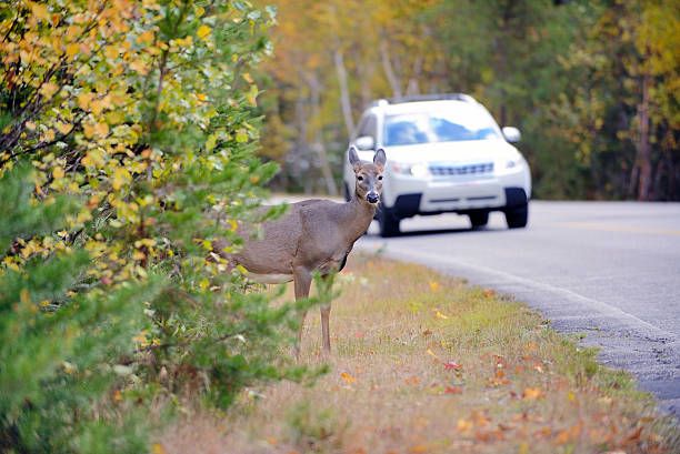 deer sur le bord de la route, juste avant le véhicule - famille du cerf photos et images de collection