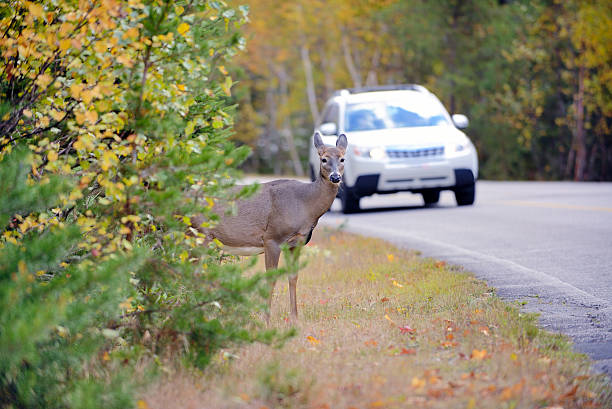 deer on the edge of the road just before vehicle - echte herten stockfoto's en -beelden
