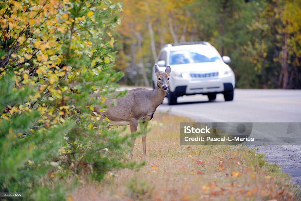 Deer on the edge of the road just before vehicle Deer canada, on an asphalt of a boreal forest of North America route. Risk of accident by car colision between the wild animal. The car collisions with Deer Crossing Road, causing injuries and fatalities among both deer and humans. Deer Stock Photo