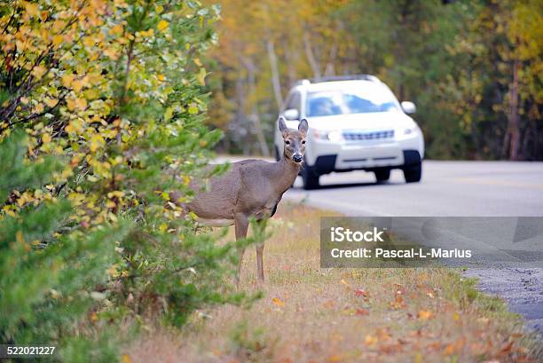 Deer On The Edge Of The Road Just Before Vehicle Stock Photo - Download Image Now - Deer, Animal, Car