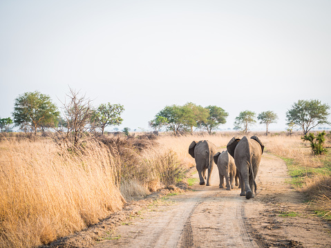 Elephants walking on a path on the savanna in Tanzania, Africa.