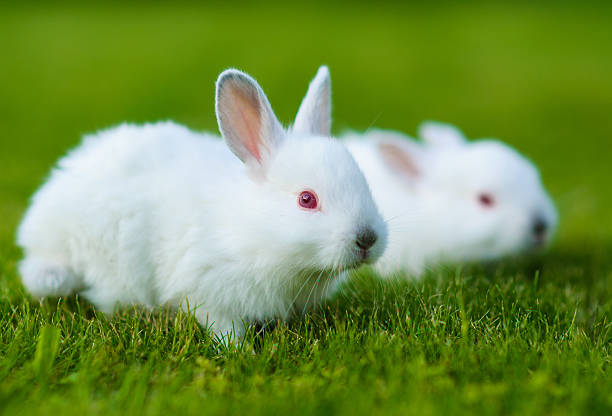 istock Funny baby white rabbit in grass 522021693