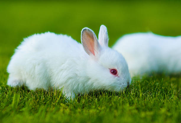 istock Funny baby white rabbit in grass 522021695