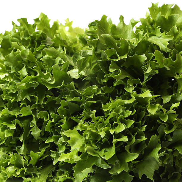 lettuce - antioxidant medicine closed close to imagens e fotografias de stock