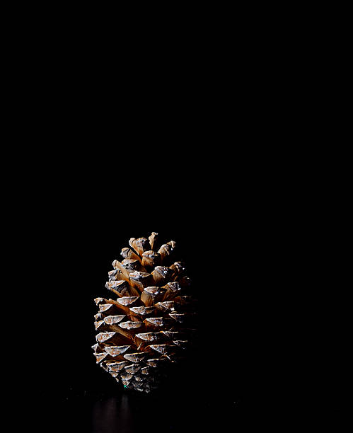 istock Pine cone on dark black background christmas decoration 522022611