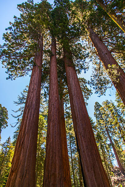 istock Sequoia - Kings Canyon National Park - California 522031949
