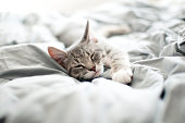 istock Sleepy gray kitten 522032565