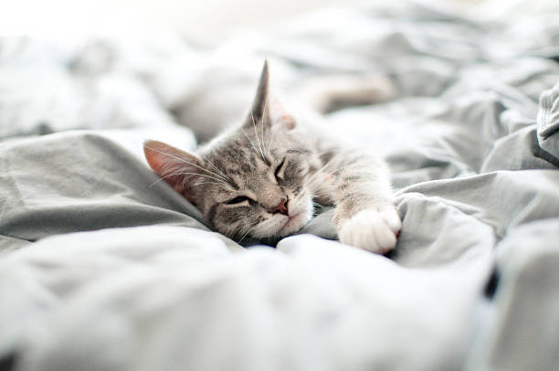 Sleepy gray kitten Baby gray and white tabby kitten sleeps on gray blanket tabby cat stock pictures, royalty-free photos & images