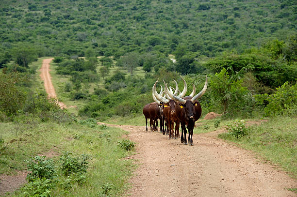 istock Ankole Cattle on Road Lake Mburo NP Uganda 522032689