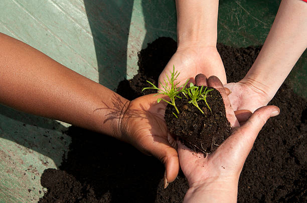different hands holding seedling stock photo