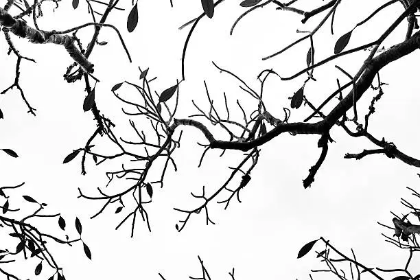 Background of Plumeria (frangipani) tree.texture