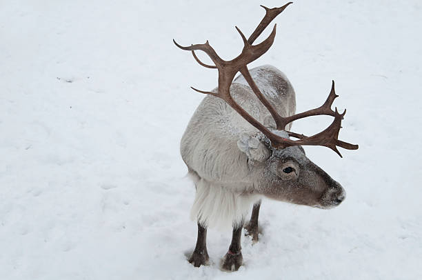 reindeer Norway stock photo