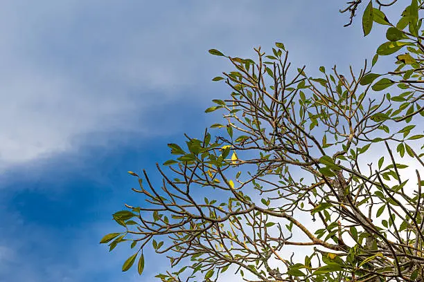 Background of Plumeria (frangipani) tree.texture