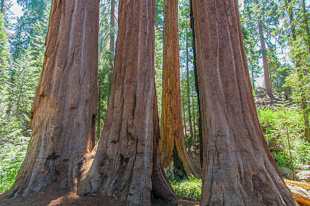 istock Sequoia - Kings Canyon National Park - California 522033927