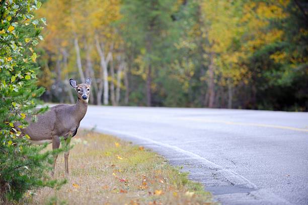 istock White-tailed deer walks across road 522034051