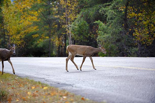 istock Two deer crossing the road in a curve 522034075