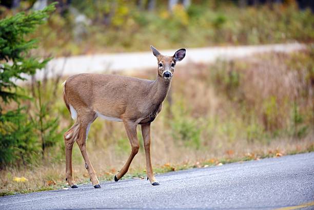 istock Deer began to cross a road 522034103