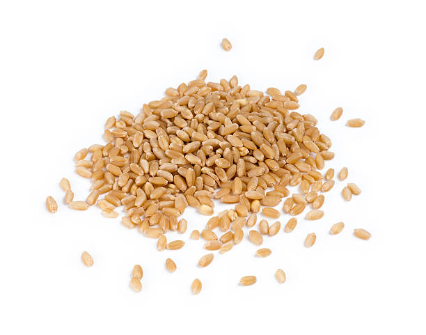 istock Closeup for a pile of wheatgrass seeds 522034439