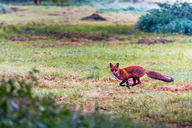 istock Fox you've stolen the whole 522034807