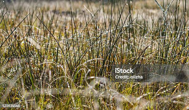 Dew And Rime On Grass In Autumn Morning Stock Photo - Download Image Now - Autumn, Backgrounds, Dew