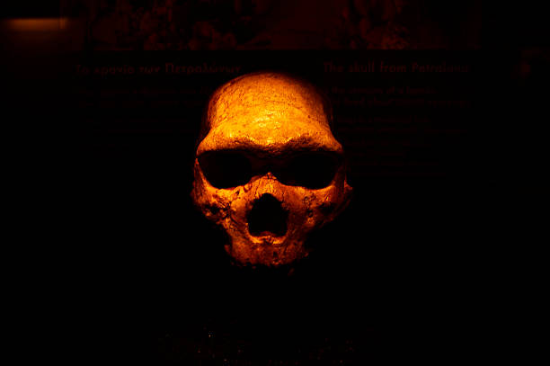 crânio humano - neanderthal imagens e fotografias de stock