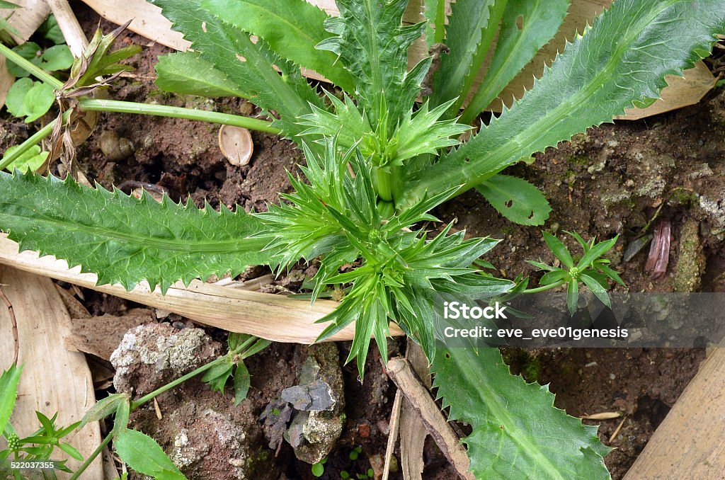 Fresh culantro in the garden Cilantro Stock Photo