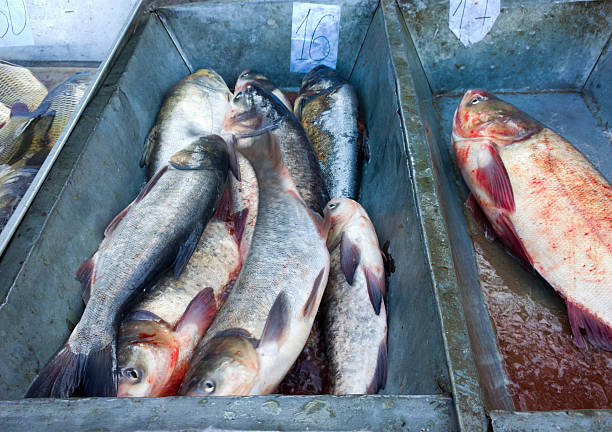 istock Fish at the market. 522037677