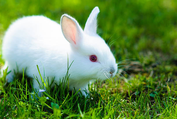 istock Funny baby white rabbit in grass 522037809