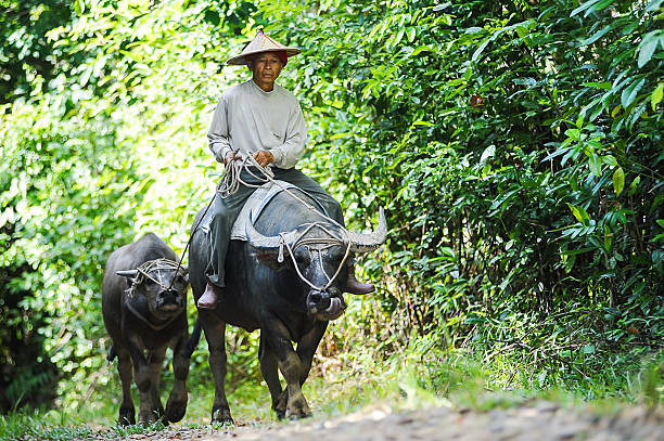 Buffalo man of Sabah Malaysian Borneo stock photo