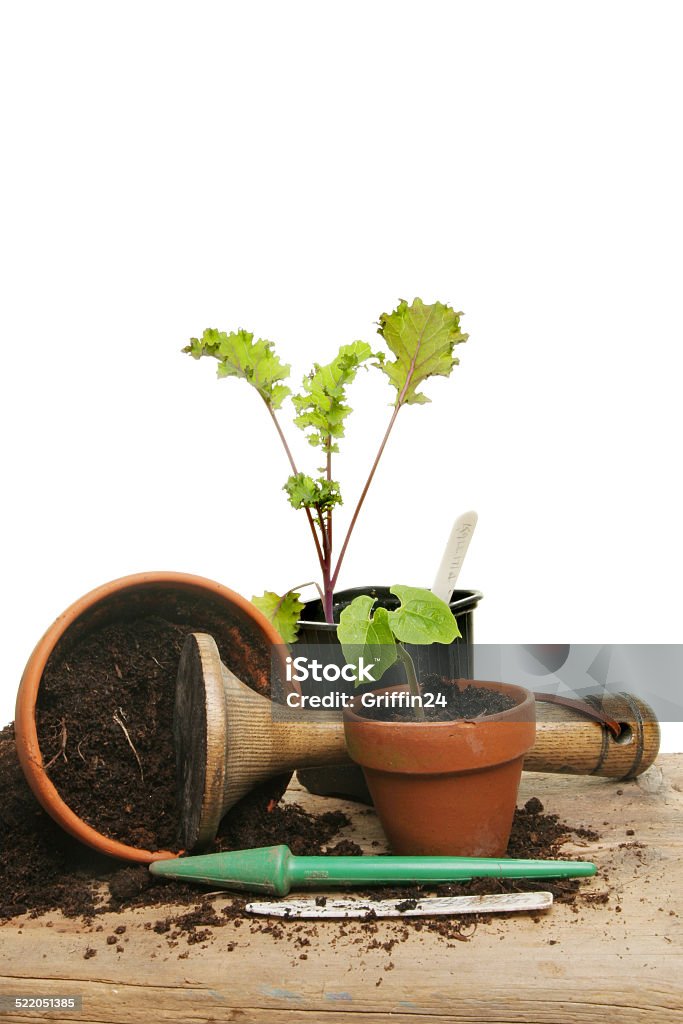 Potting vegetables Potting up vegetable seedlings on a potting bench Animal Stock Photo