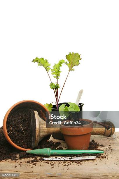 Potting Vegetables Stock Photo - Download Image Now - Animal, Flower Pot, Gardening