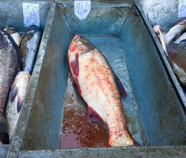 istock Fish at the market. 522051935
